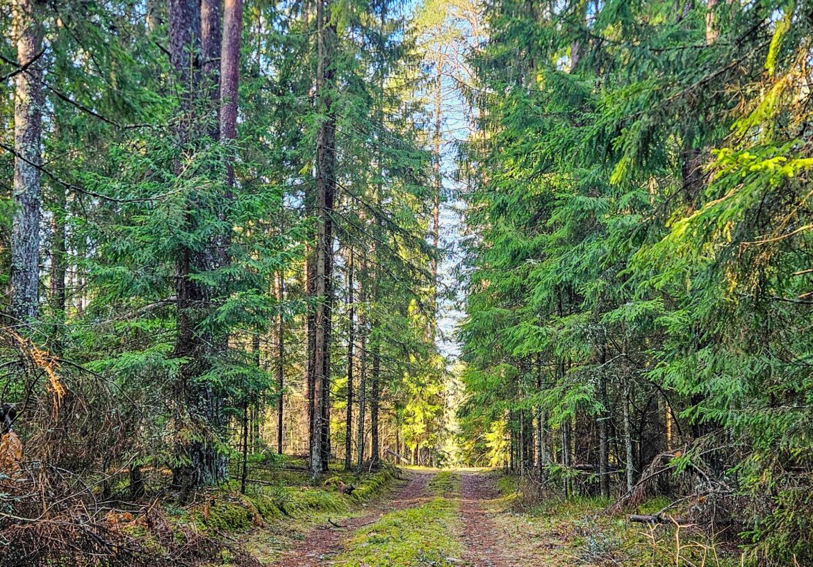 Geriausios gamtos pramogos Vilniaus rajone: jūsų vadovas nepamirštamam poilsiui