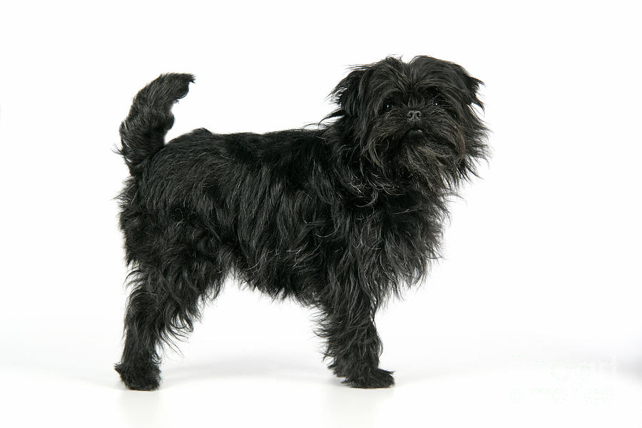 Afenpinčeris: kilmė, išvaizda, charakteris ir priežiūra