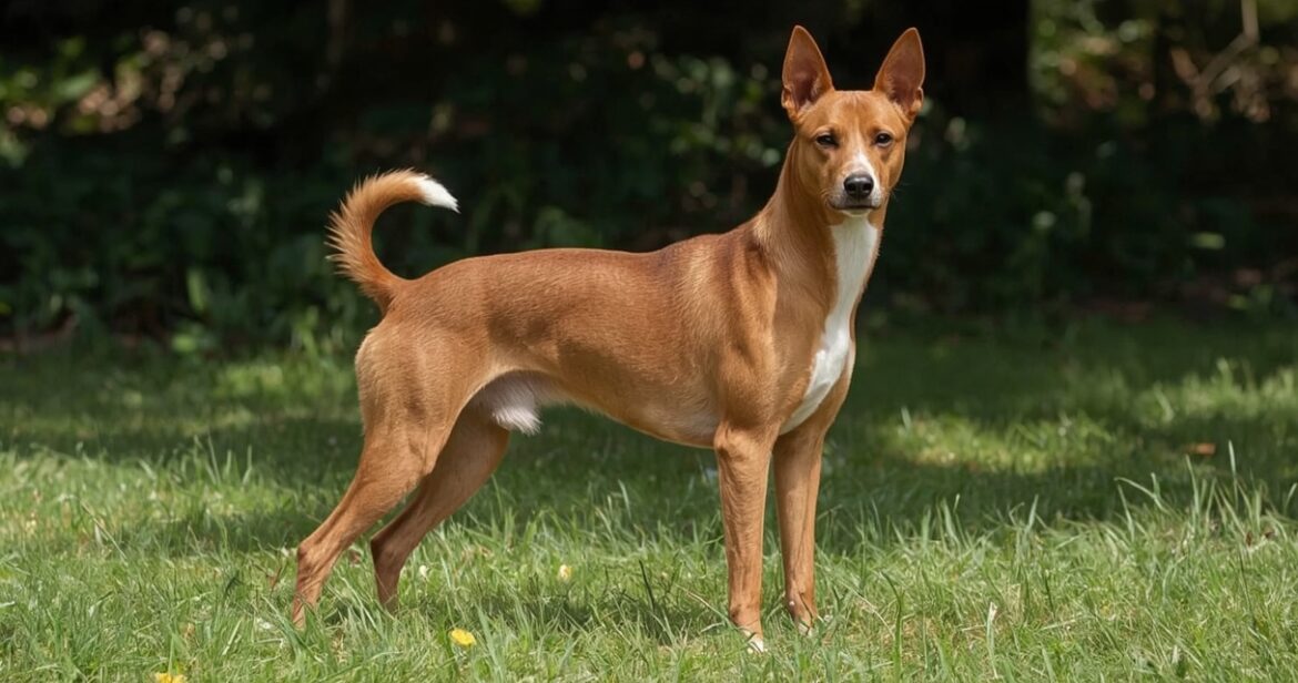 Basendžis: kilmė, charakterio bruožai ir priežiūros ypatumai