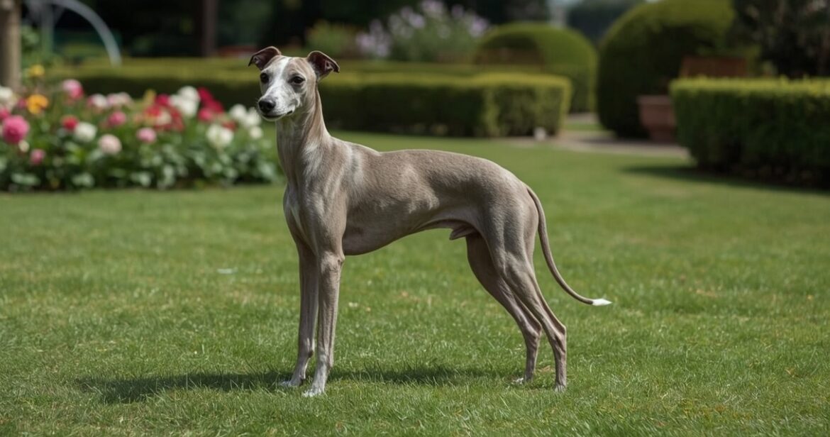 Italų kurtas: veislės charakteris, priežiūra ir sveikata