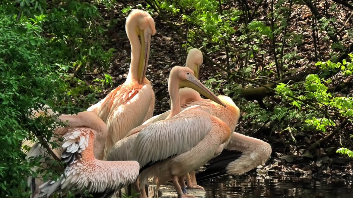 Krokuvos zoologijos sodas: ką pamatyti, kaip nuvykti ir ką žinoti prieš apsilankymą