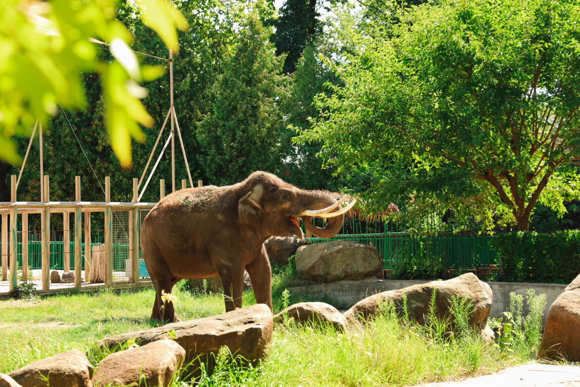Zoo parkai Lietuvoje: ką pamatyti, kaip pasirinkti ir atsakingai lankyti